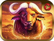 African buffalo